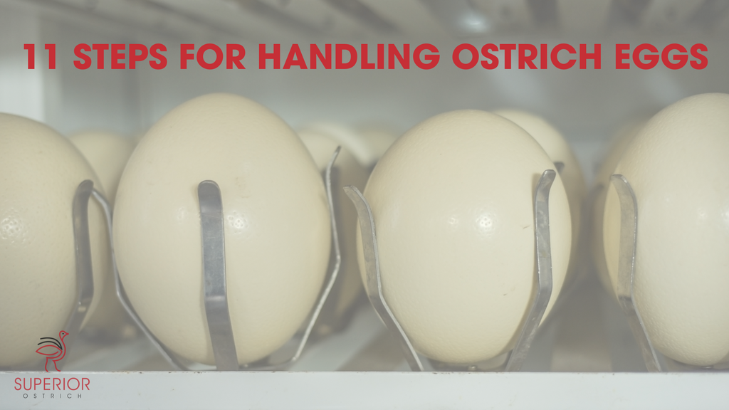 11 Steps for Handling Ostrich Eggs