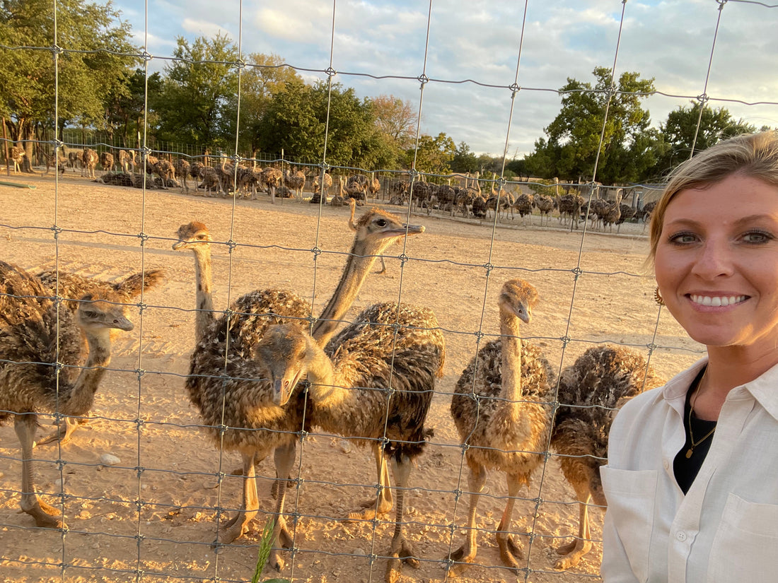 The Future of Farming: Why Ostrich Leads the Way