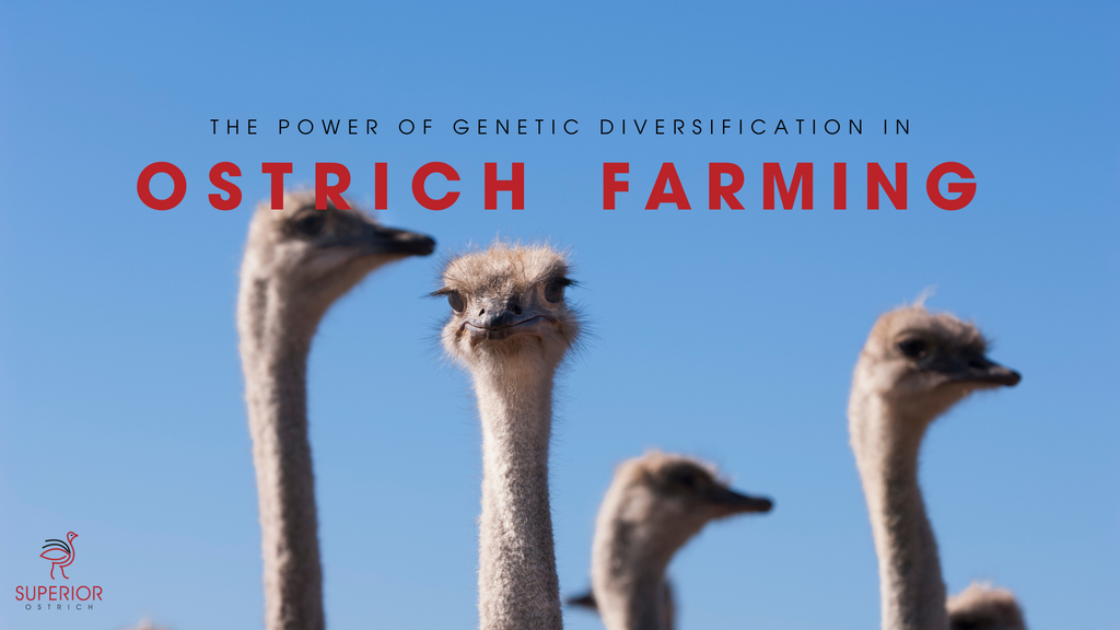 THE POWER OF GENETIC DIVERSIFICATION IN OSTRICH FARMING