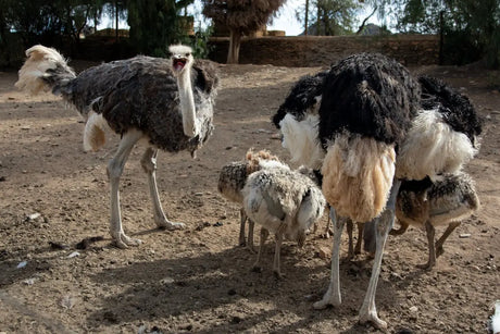 Breeding Ostriches: Essential Tips for Success