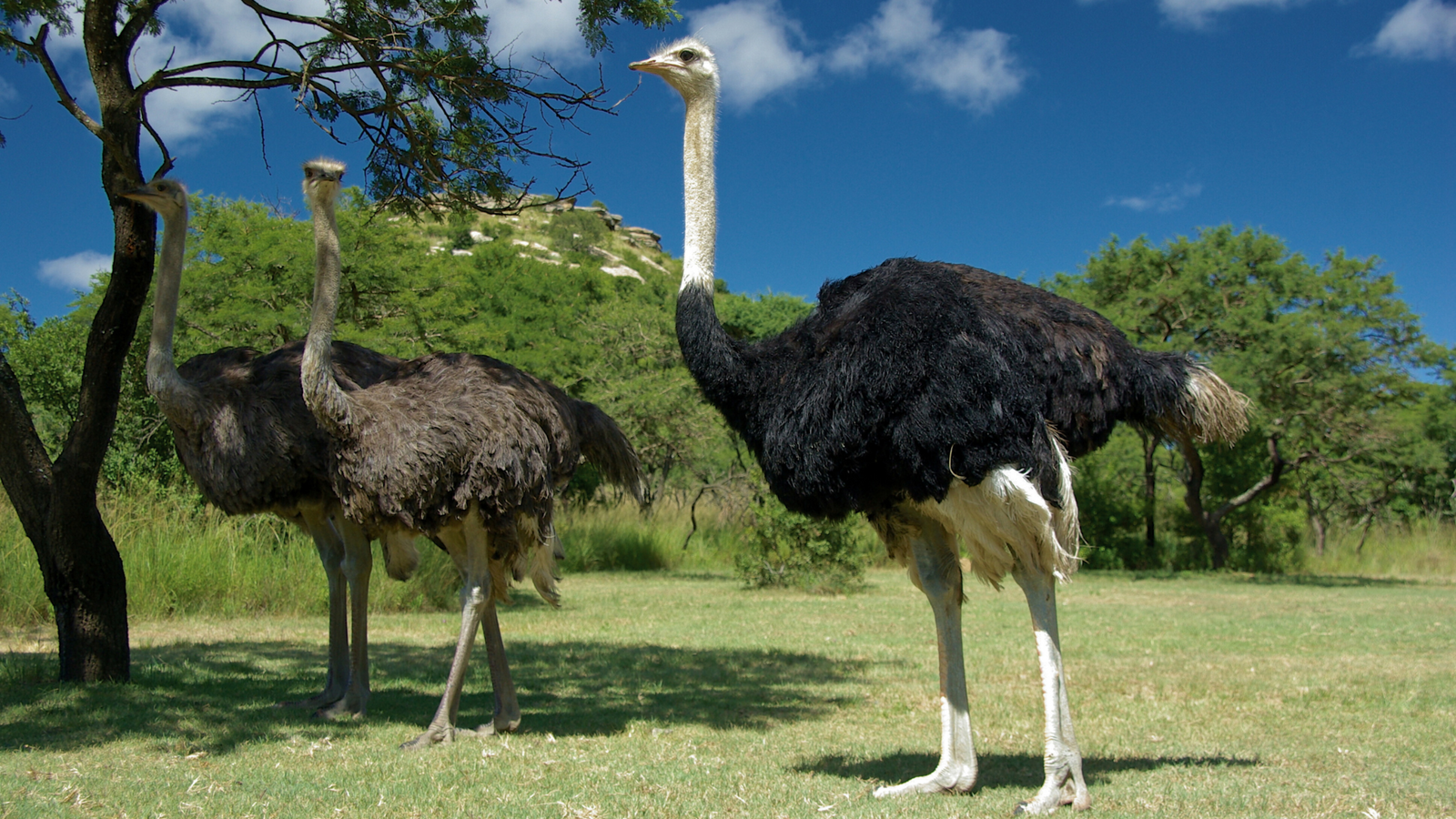 The Ostrich: More Than Just the World's Largest Bird