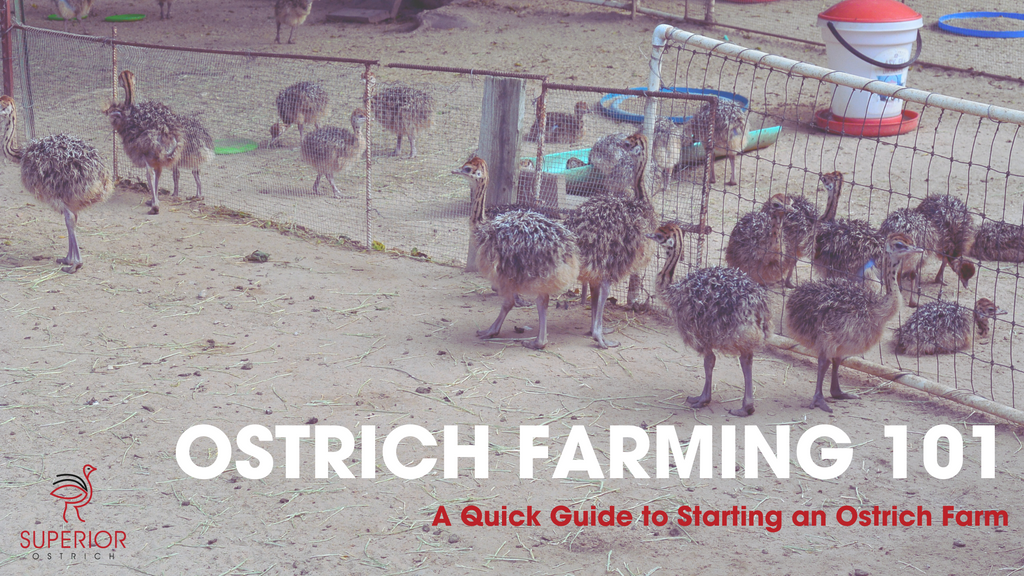 Ostrich Farming 101 A Quick Guide to Starting an Ostrich Farm