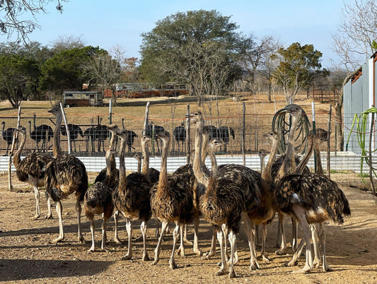 The Most Extraordinary Bird You Probably Haven't Met Yet