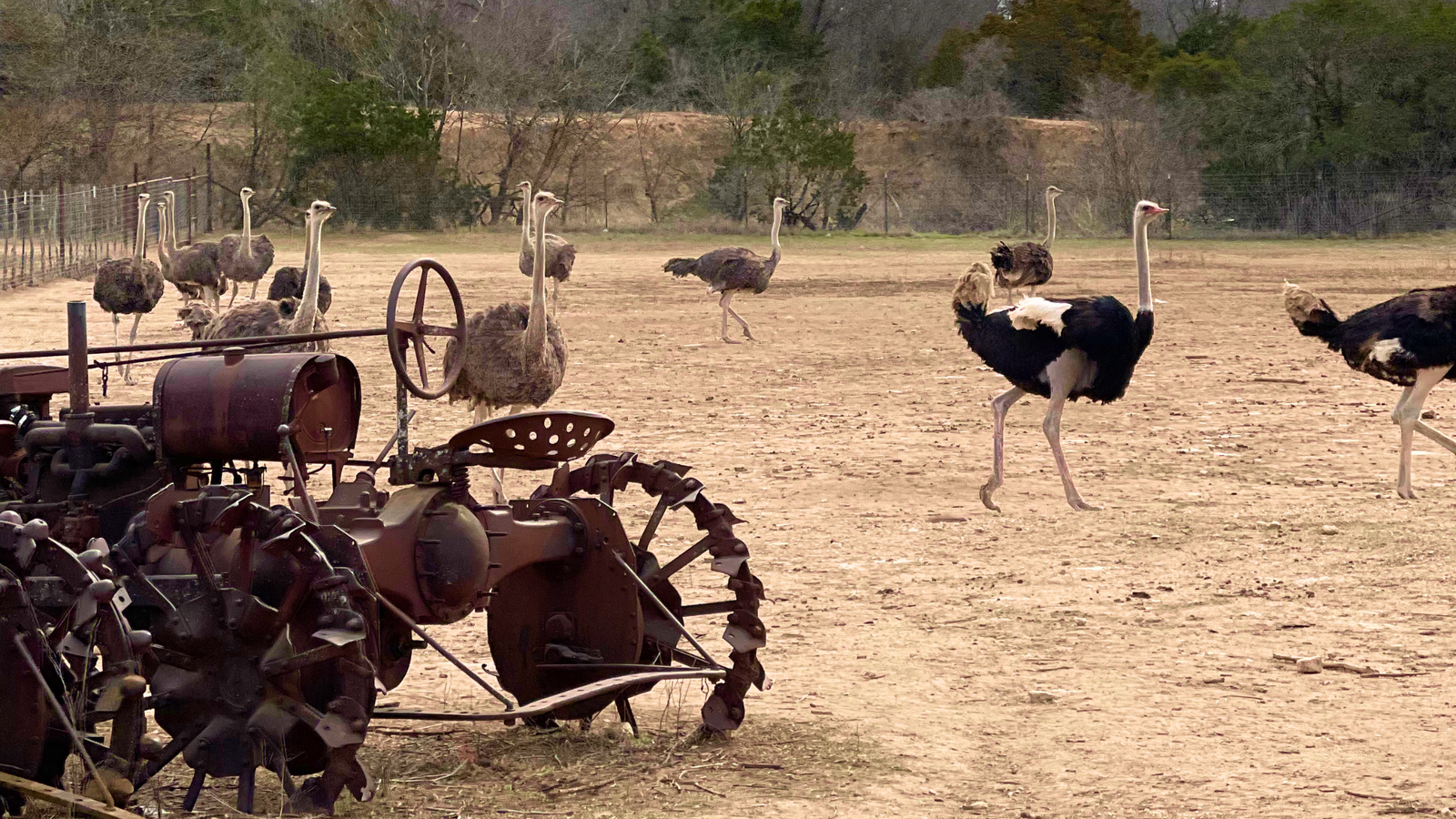 THE RICH HISTORY OF OSTRICH IN THE USA