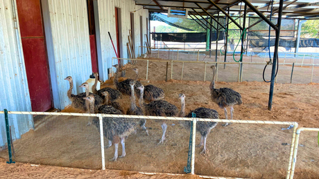 Ostrich Farming 101 A Quick Guide to Starting an Ostrich Farm