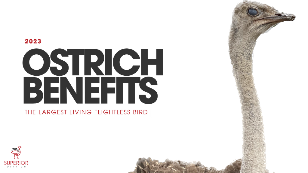 THE BENEFITS OF THE OSTRICH