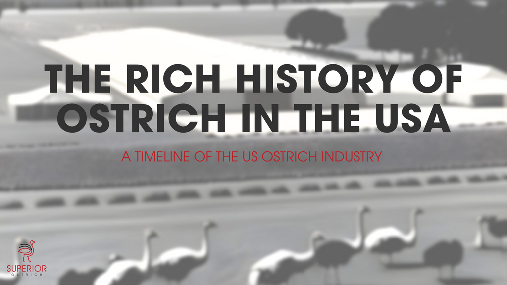 THE RICH HISTORY OF OSTRICH IN THE USA