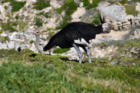 Ostrich Farming: Redefining Sustainable Agriculture