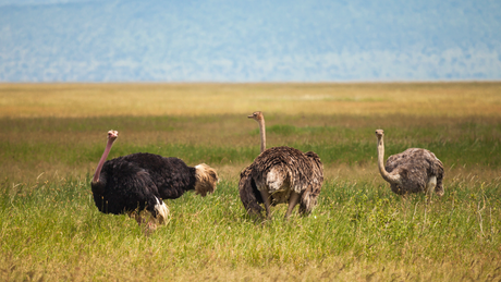 A Guide to Different Ostrich Species: Unique Characteristics and Commercial Significance