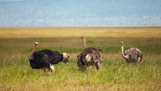 A Guide to Different Ostrich Species: Unique Characteristics and Commercial Significance