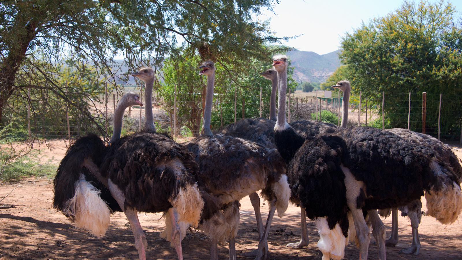 THE POWER OF GENETIC DIVERSIFICATION IN OSTRICH FARMING