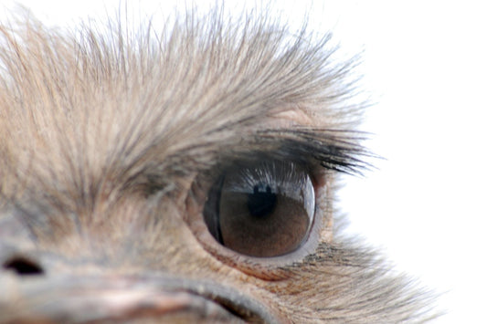 Why Ostriches Are Some of the Coolest Animals on Earth (And Why We’re Proud to Raise Them)