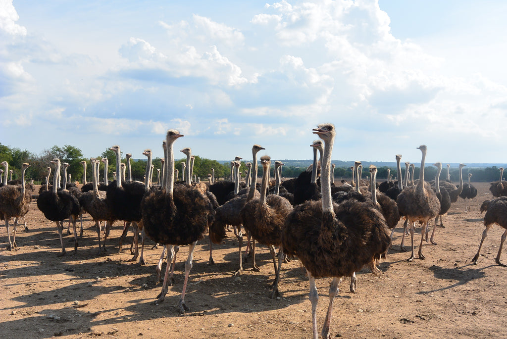Superior Ostrich flock 1
