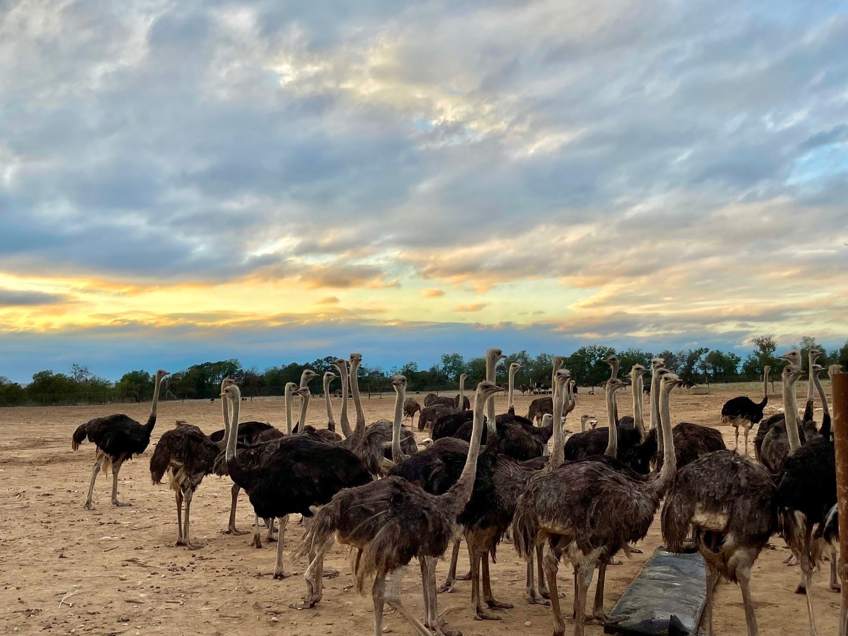 Superior Ostrich sunset flock