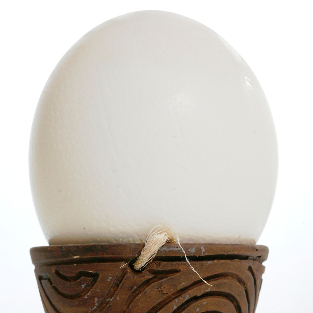 Ostrich Egg Shell