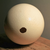 Ostrich Egg Shell