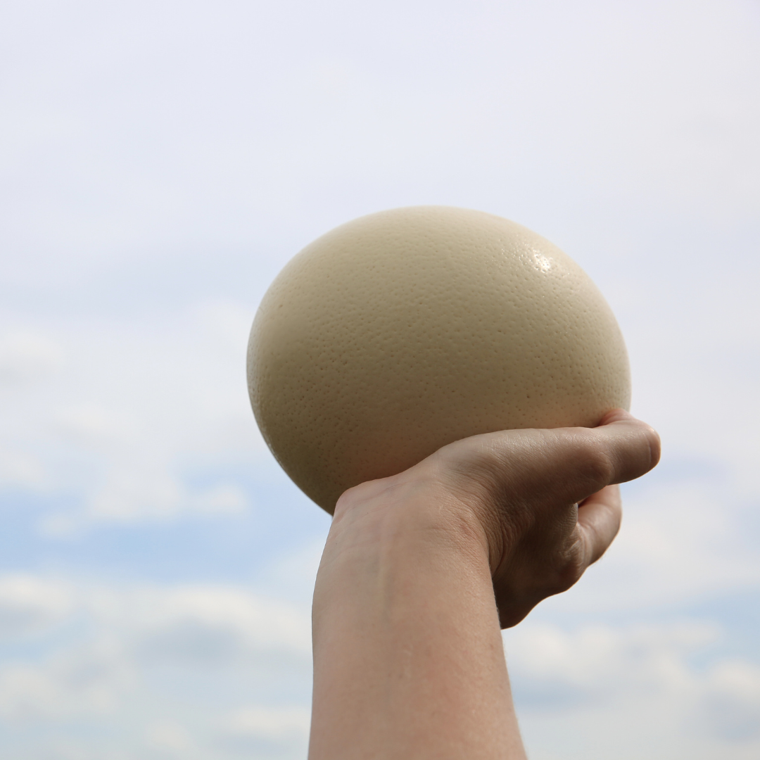 Ostrich Egg Shell