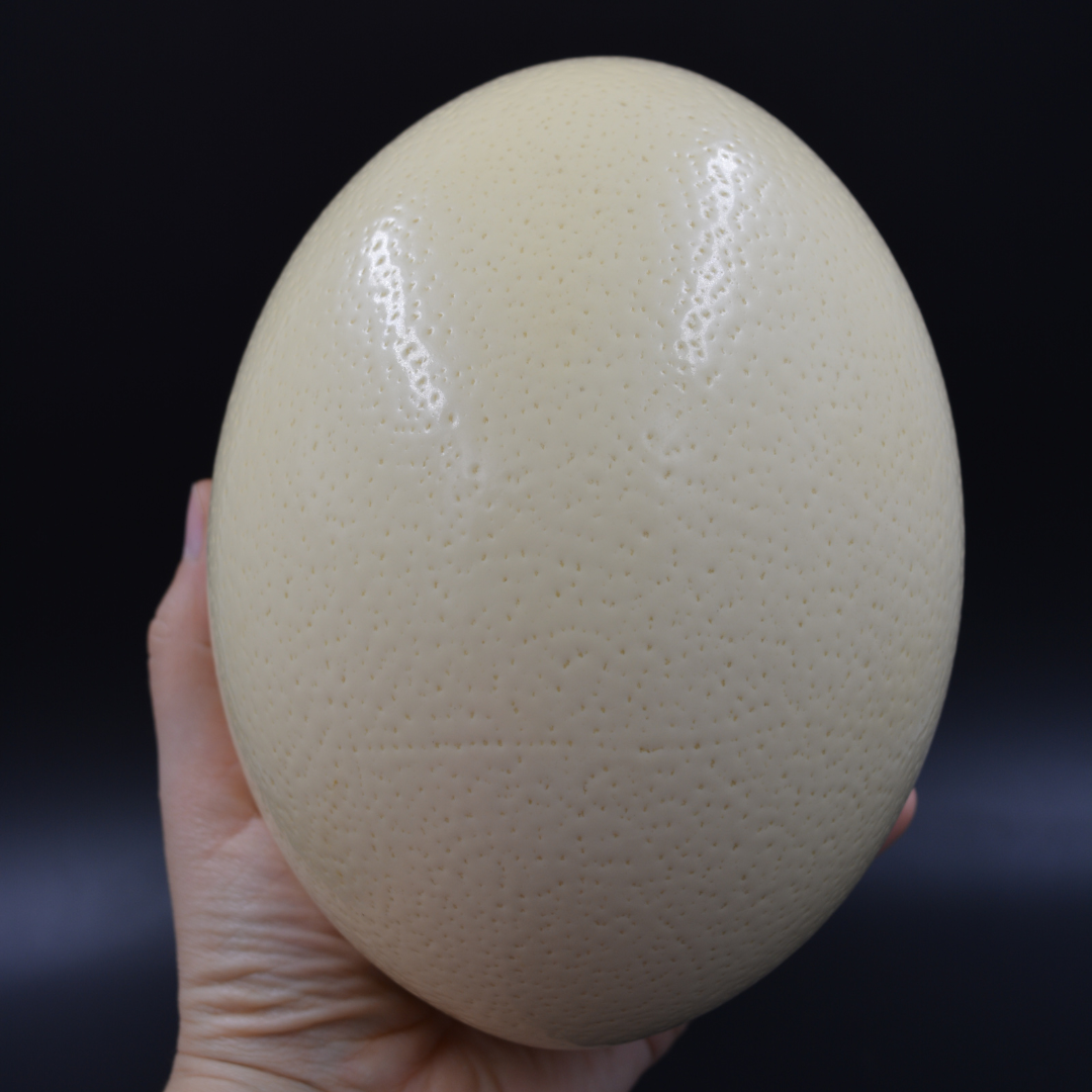 Ostrich Egg