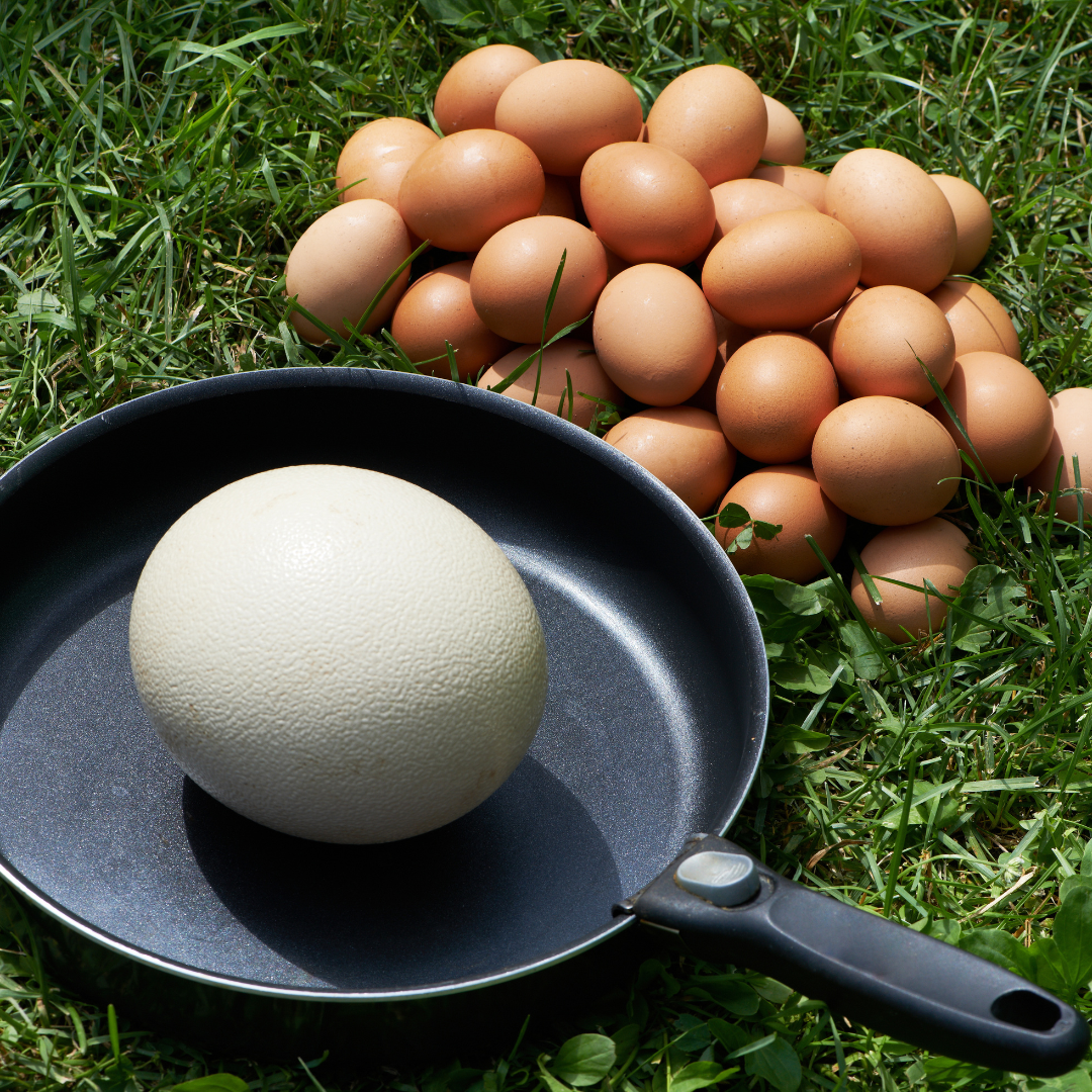 Ostrich Egg