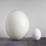 Ostrich Egg