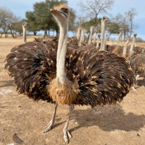 Superior Ostrich Juvenile Bird