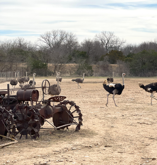 Superior Ostrich Ranch with old tractor