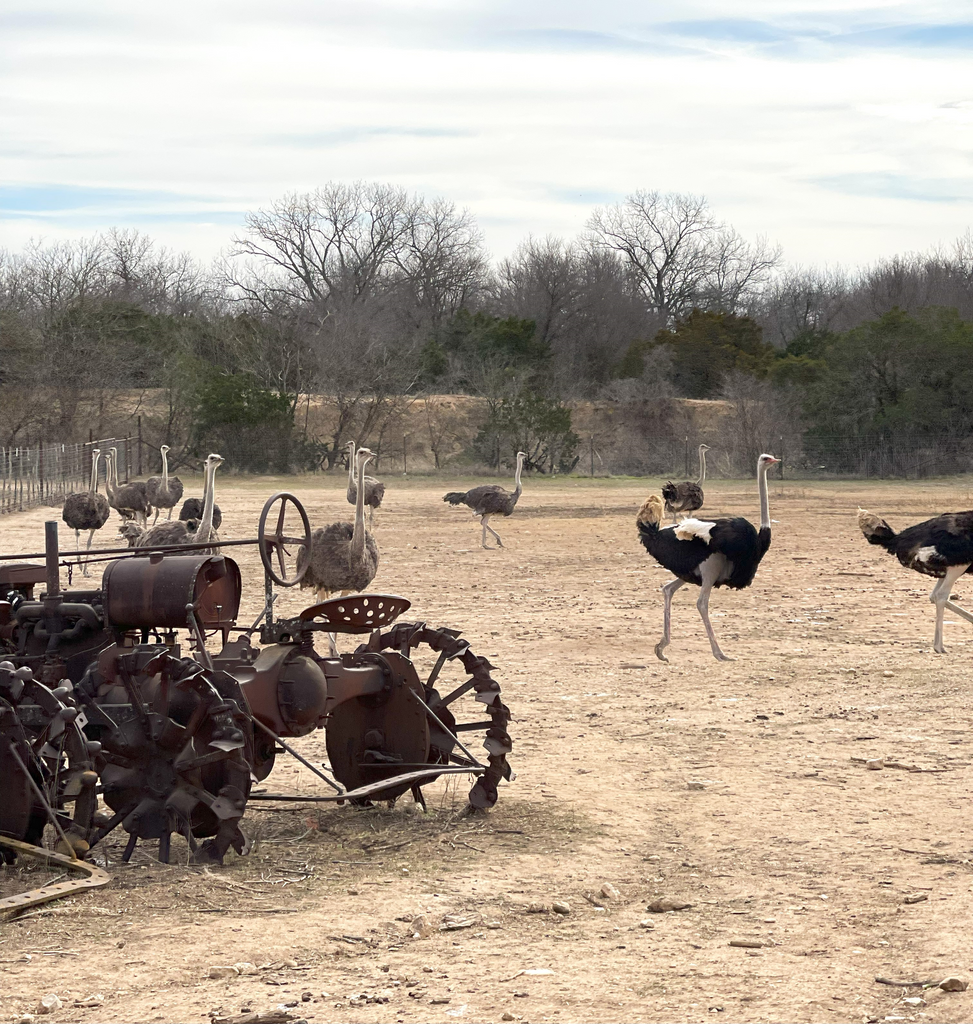 Superior Ostrich Ranch